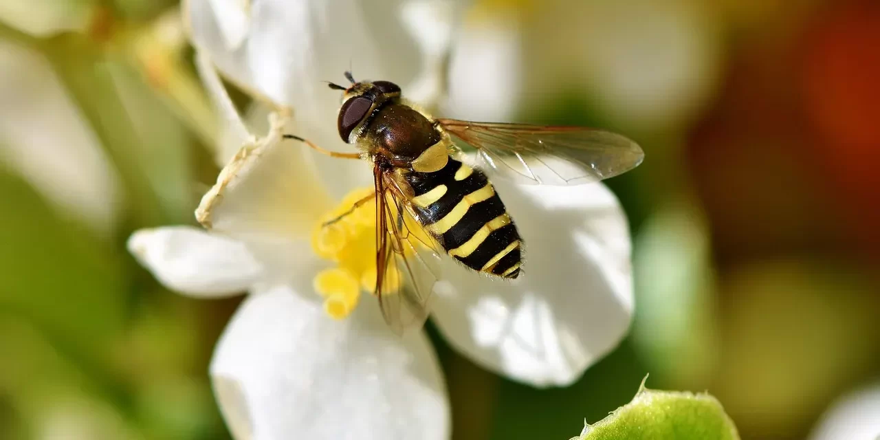 🪷 Leibniz on Time and Space: What Is Right and Wrong from the View of Truth | Master Woo Myung | Santa Clara Meditation