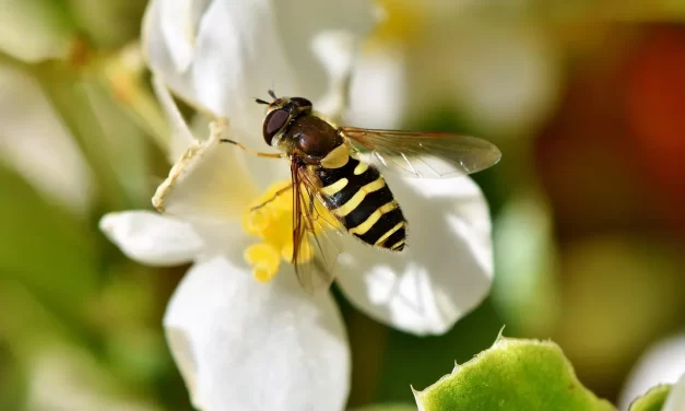 🪷 Leibniz on Time and Space: What Is Right and Wrong from the View of Truth | Master Woo Myung | Santa Clara Meditation