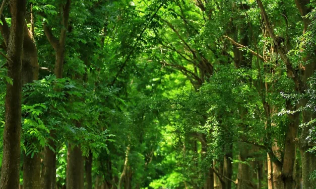 💫 The Completion of Man Leads to the Completion of His Life, and Only Such a Life Is Truly Complete | Master Woo Myung | Santa Clara Meditation