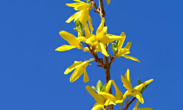 🌟 How to Be Happy and Positive All the Time by Letting Go of Desire | Master Woo Myung | Santa Clara Meditation