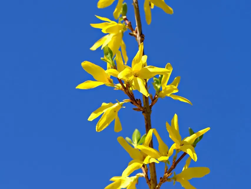 🌟 How to Be Happy and Positive All the Time by Letting Go of Desire | Master Woo Myung | Santa Clara Meditation