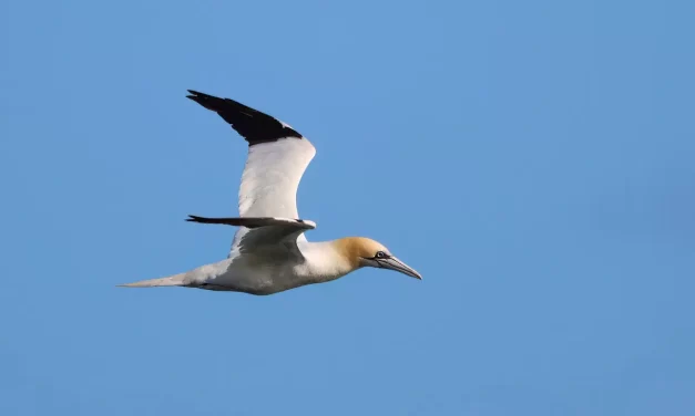 🌌 Truth Does Not Disappear No Matter How Much One Tries to Destroy It: Eternal Existence of Truth | Master Woo Myung | Santa Clara Meditation