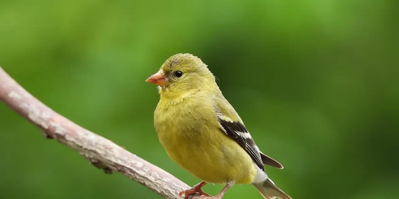 ✨ Beyond “I Think, Therefore I Am”: The Limits of Descartes’ Truth | Master Woo Myung | Santa Clara Meditation