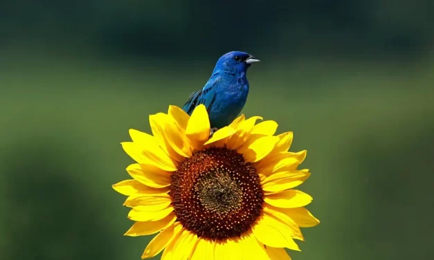 🌠 The Master of the Origin Accomplishes the Completion of the Universe | Master Woo Myung | Santa Clara Meditation