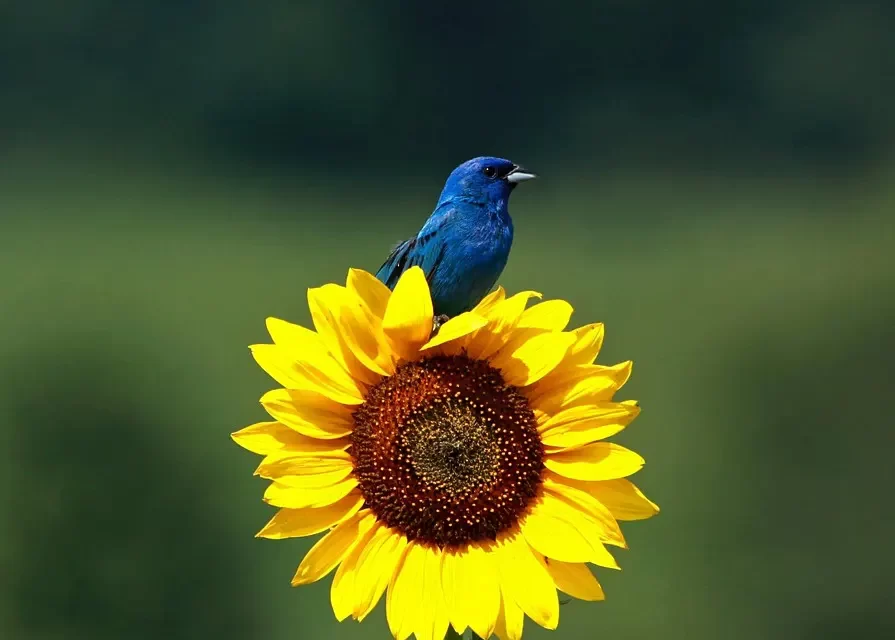 🌠 The Master of the Origin Accomplishes the Completion of the Universe | Master Woo Myung | Santa Clara Meditation