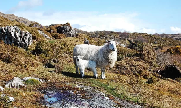 💡 How to Become Smart and Wise: Righteous Words, Objective Mind, True Wisdom | Master Woo Myung | Santa Clara Meditation