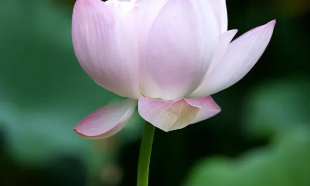 🕊️ Foolishness: When the Human Mind Loses the Original Truth | Master Woo Myung | Santa Clara Meditation