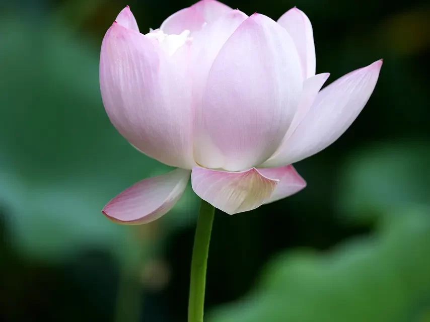 🕊️ Foolishness: When the Human Mind Loses the Original Truth | Master Woo Myung | Santa Clara Meditation