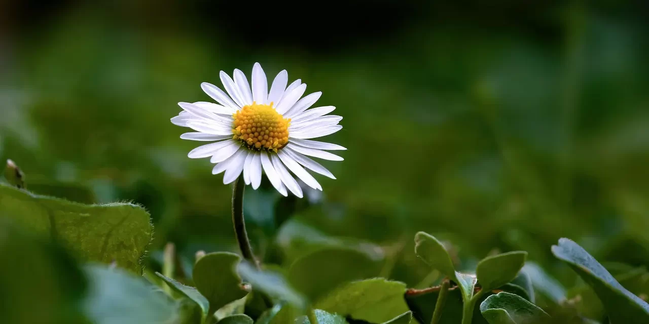 🌟 The Mind of God: Truth Beyond Knowing and Non-Existence | Master Woo Myung | Santa Clara Meditation