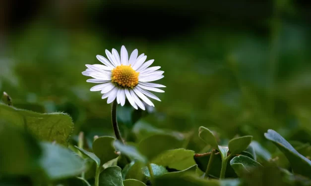 🌟 The Mind of God: Truth Beyond Knowing and Non-Existence | Master Woo Myung | Santa Clara Meditation