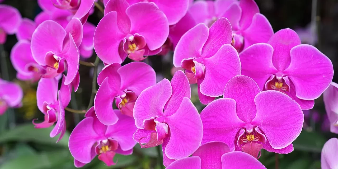 🎵 Wisdom: Completing All Things by Discarding Karma and Habits | Master Woo Myung | Santa Clara Meditation