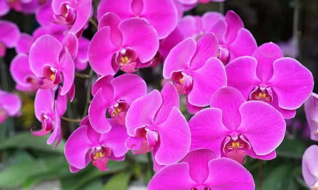 🎵 Wisdom: Completing All Things by Discarding Karma and Habits | Master Woo Myung | Santa Clara Meditation