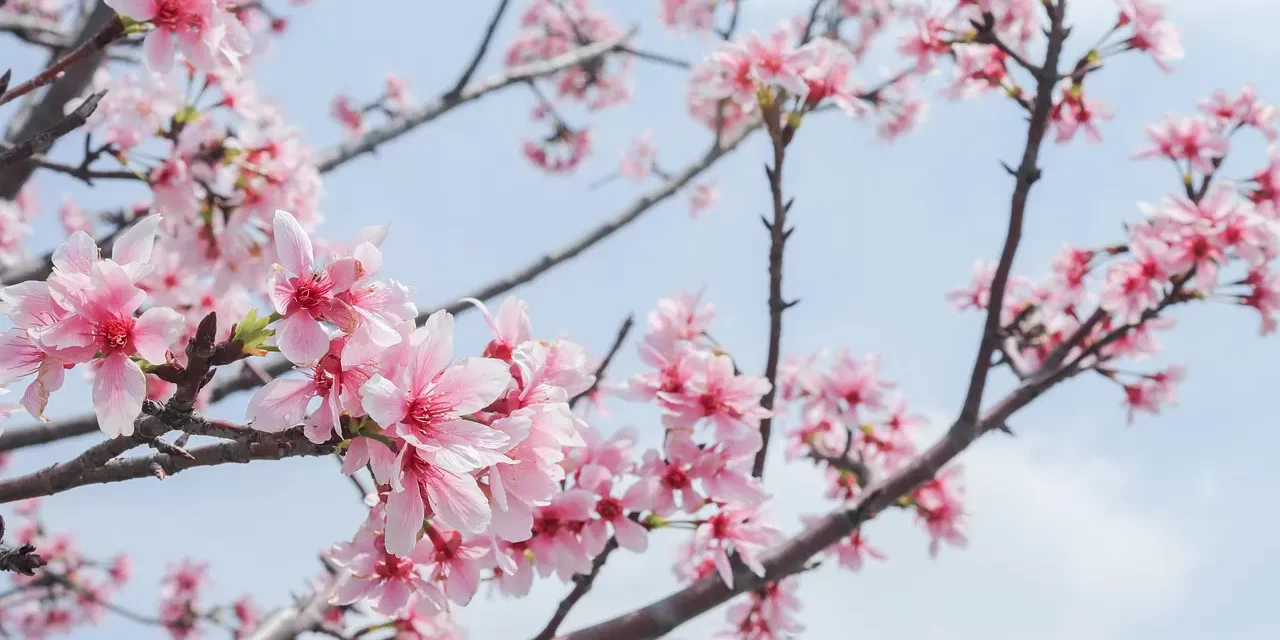 🛤️ The Ultimate Path: Beyond Greed, Duality, and Death into Completion | Master Woo Myung | Santa Clara Meditation