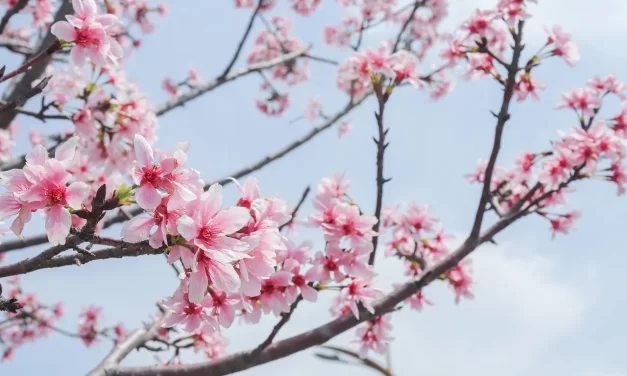 🛤️ The Ultimate Path: Beyond Greed, Duality, and Death into Completion | Master Woo Myung | Santa Clara Meditation