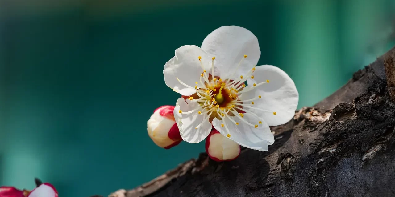 🪬 What Is the Difference Between a Religion and a Cult? Becoming the Truth Itself | Master Woo Myung | Santa Clara Meditation