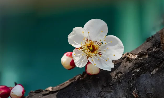 🪬 What Is the Difference Between a Religion and a Cult? Becoming the Truth Itself | Master Woo Myung | Santa Clara Meditation