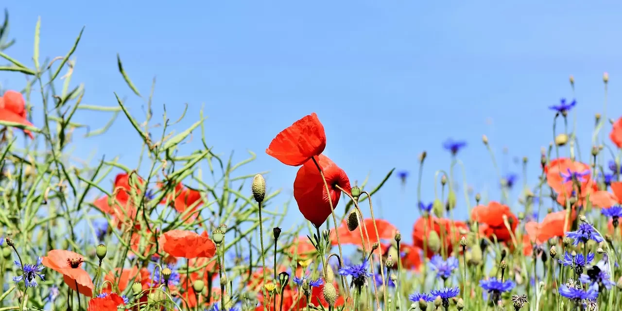 📚 Ideal Literature and the Ideal World: From Falseness to Completion | Master Woo Myung | Santa Clara Meditation