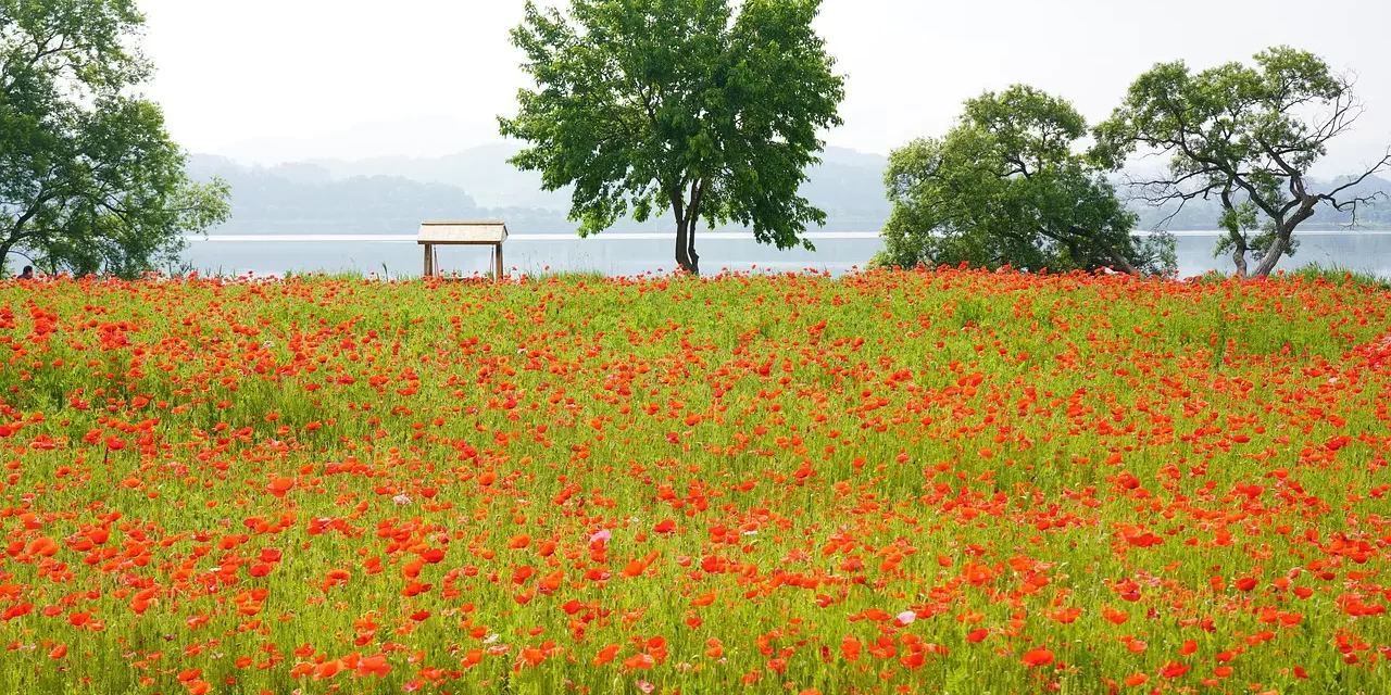 🌌 Tales of Going to Heaven: What Do These Korean Stories Really Mean? | Master Woo Myung | Santa Clara Meditation