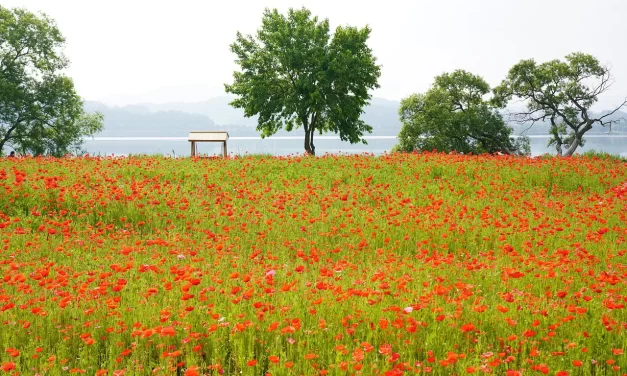 🌌 Tales of Going to Heaven: What Do These Korean Stories Really Mean? | Master Woo Myung | Santa Clara Meditation