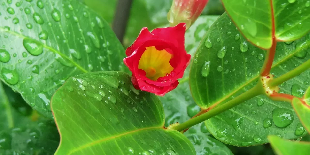 🌌 Confinement: How the Human Mind Imprisons the Universe | Master Woo Myung | Santa Clara Meditation