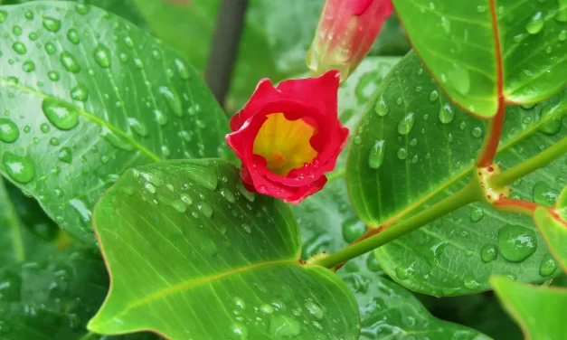 🌌 Confinement: How the Human Mind Imprisons the Universe | Master Woo Myung | Santa Clara Meditation