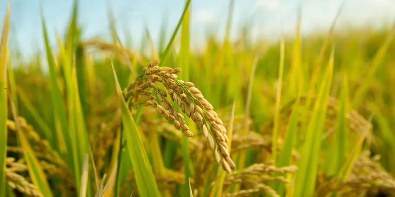 🌿 Life: To Live Without the False Mind and Become Truth | Master Woo Myung | Santa Clara Meditation