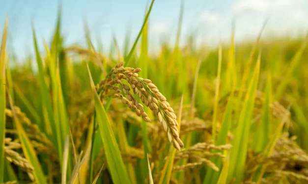 🌿 Life: To Live Without the False Mind and Become Truth | Master Woo Myung | Santa Clara Meditation