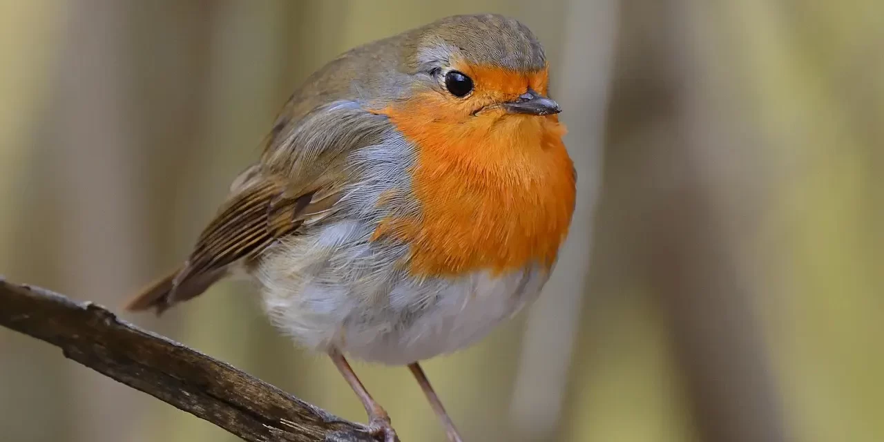 🕊️ Mankind Must Become Religion Itself: Freedom from Sin and Completion of the World | Master Woo Myung | Santa Clara Meditation