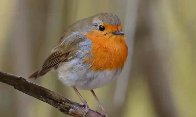 🕊️ Mankind Must Become Religion Itself: Freedom from Sin and Completion of the World | Master Woo Myung | Santa Clara Meditation