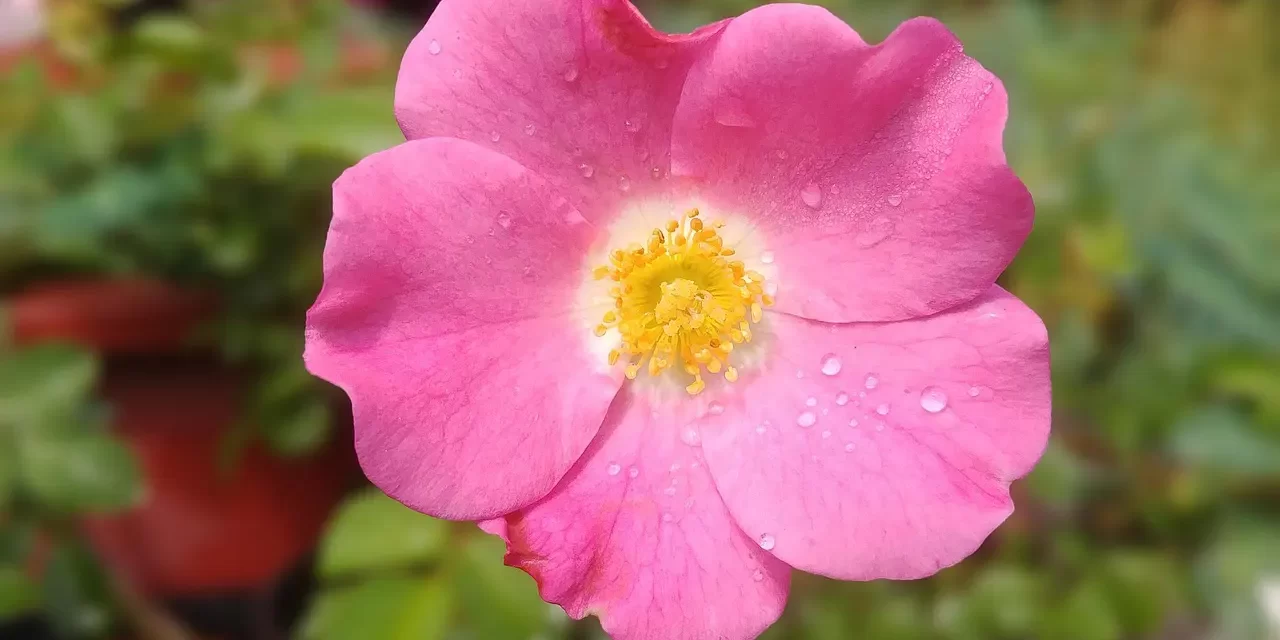 🔔 Why People Are Mistaken About Life After Death | Master Woo Myung | Santa Clara Meditation