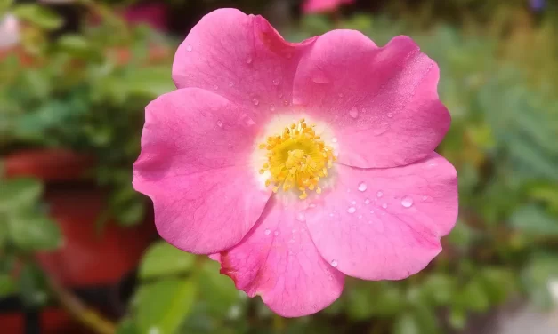 🔔 Why People Are Mistaken About Life After Death | Master Woo Myung | Santa Clara Meditation