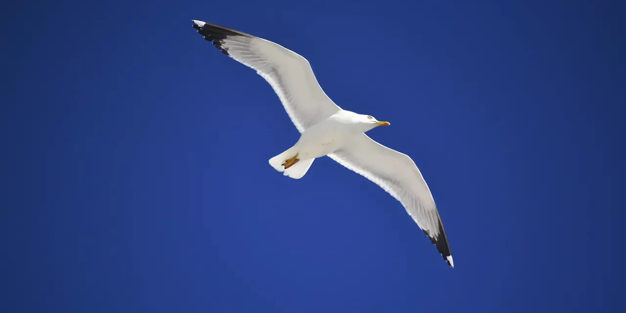 🪷 How to Control and Master Your Emotions Through the Mind of Truth | Master Woo Myung | Santa Clara Meditation