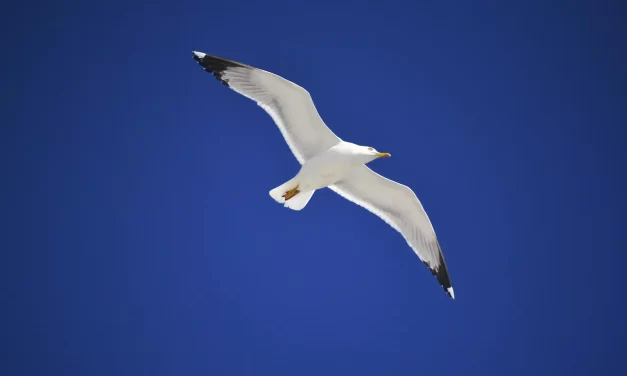 🪷 How to Control and Master Your Emotions Through the Mind of Truth | Master Woo Myung | Santa Clara Meditation