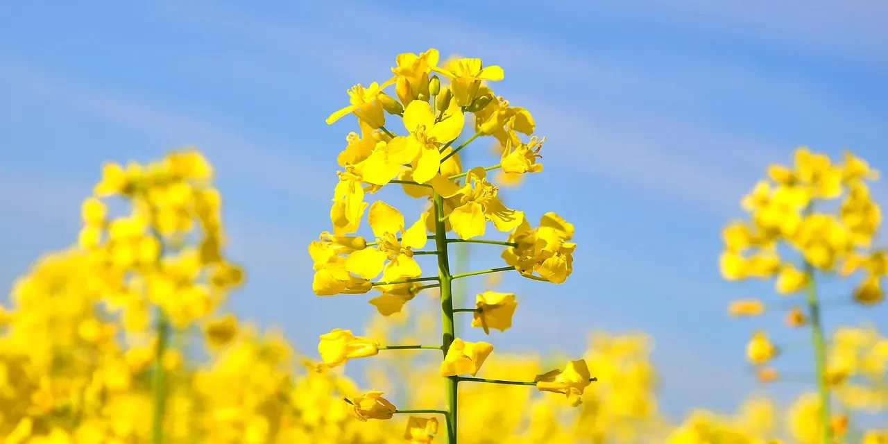 🌠 Consciousness: The Original Energy of the Universe | Master Woo Myung | Santa Clara Meditation