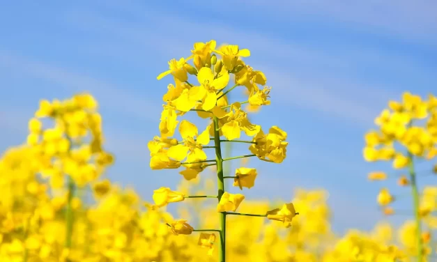 🌠 Consciousness: The Original Energy of the Universe | Master Woo Myung | Santa Clara Meditation