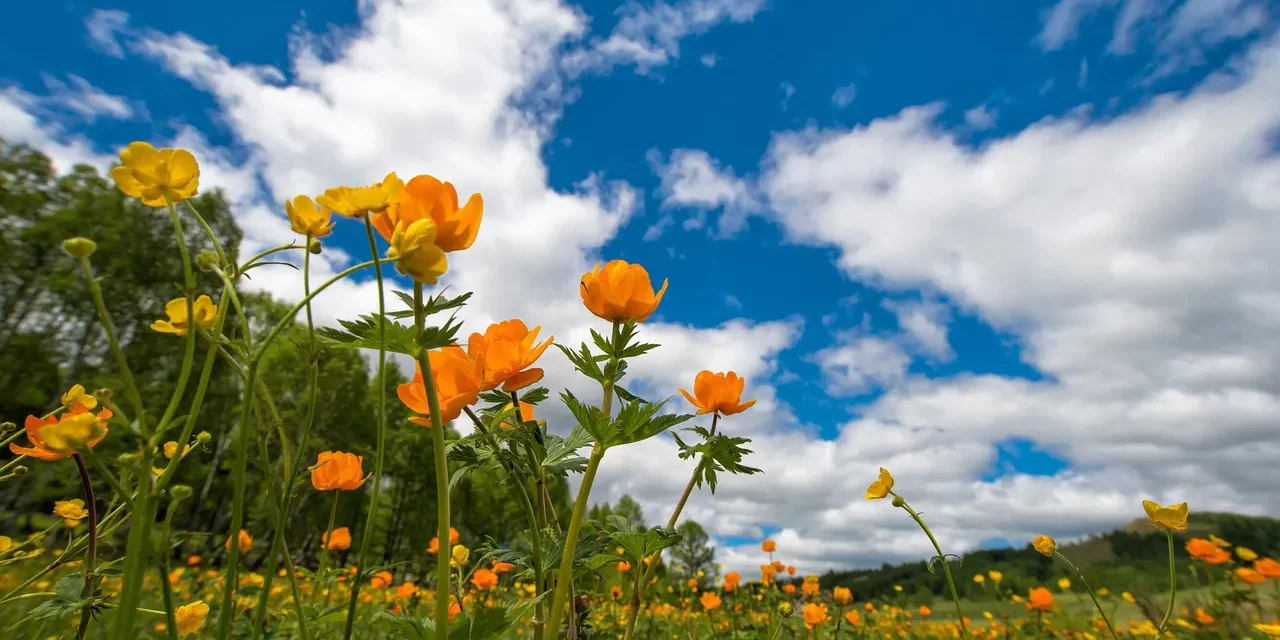🌟 Let’s Go, Let’s Hurry: Enter Eternal Heaven While Living | Master Woo Myung | Santa Clara Meditation