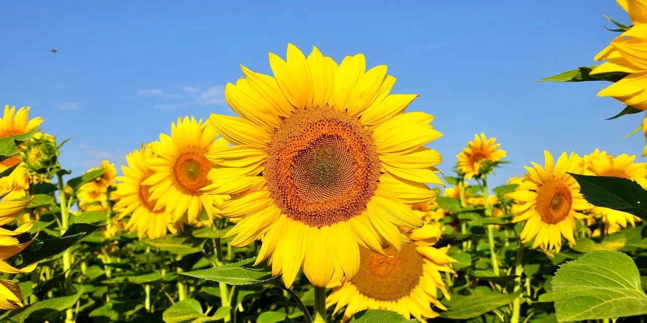 🪶 Awareness: The Mind That Does Not Change and Lives Forever | Master Woo Myung | Santa Clara Meditation