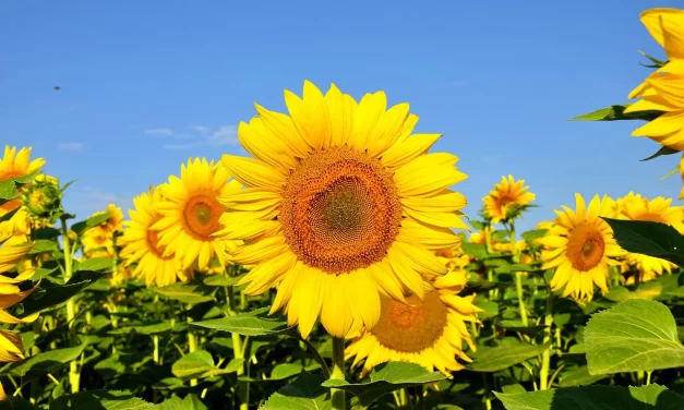 🪶 Awareness: The Mind That Does Not Change and Lives Forever | Master Woo Myung | Santa Clara Meditation