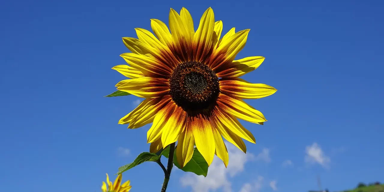 🕊️ Truth and Falseness: Living by Nature’s Flow | Master Woo Myung | Santa Clara Meditation