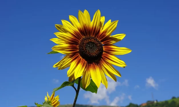 🕊️ Truth and Falseness: Living by Nature’s Flow | Master Woo Myung | Santa Clara Meditation