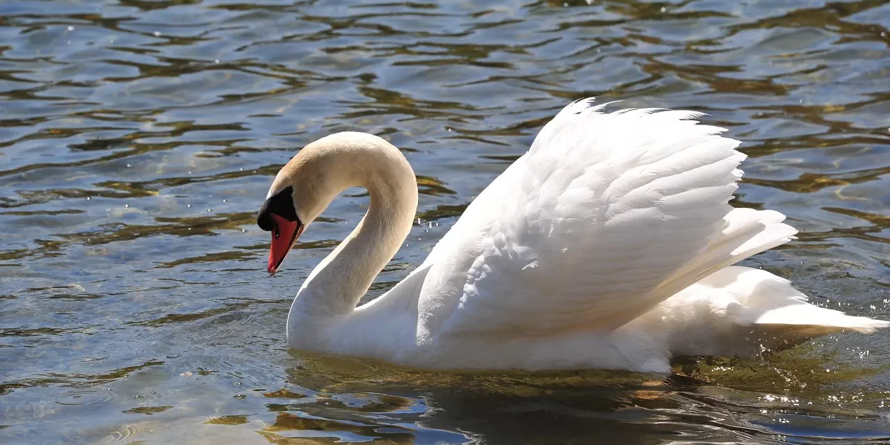 🌺 How Not to Be Angry: Eliminating the Root of Anger | Master Woo Myung | Santa Clara Meditation