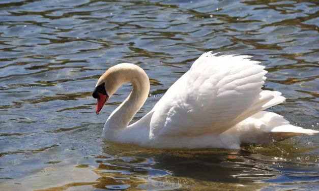 🌺 How Not to Be Angry: Eliminating the Root of Anger | Master Woo Myung | Santa Clara Meditation