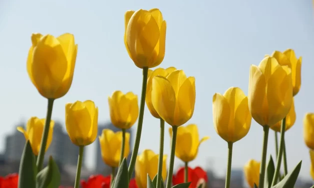 🕊️ It Is Said That Monads Do Not Assemble or Scatter… What Is the Relationship Between Monads and Neutrons? | Master Woo Myung | Santa Clara Meditation