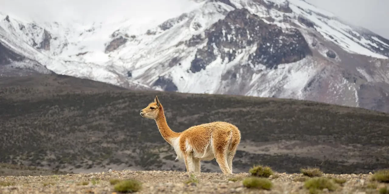 🌿 The Will of the Creator: Nature’s Flow and Being Reborn as Truth | Master Woo Myung | Santa Clara Meditation