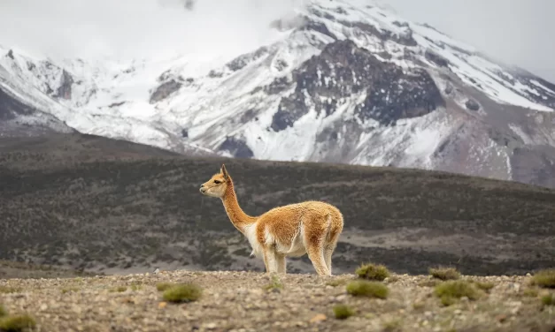 🌿 The Will of the Creator: Nature’s Flow and Being Reborn as Truth | Master Woo Myung | Santa Clara Meditation