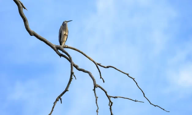 🌠 Foundation: How Human Life Reflects the Original Mind | Master Woo Myung | Santa Clara Meditation