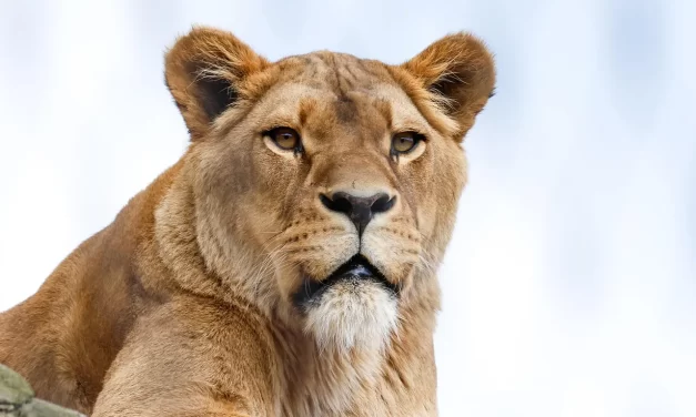 🪞 For One to Behave According to One’s Image: Mind Shape Human Nature True Self | Master Woo Myung | Santa Clara Meditation