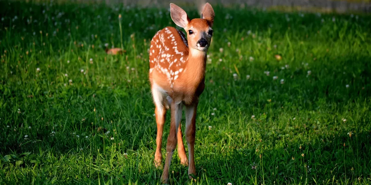 🌿 The Mind of Nature: Clarity Simplicity and the Origin | Master Woo Myung | Santa Clara Meditation