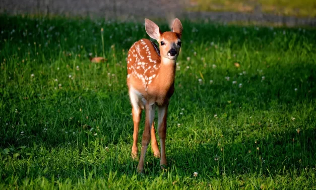 🌿 The Mind of Nature: Clarity Simplicity and the Origin | Master Woo Myung | Santa Clara Meditation