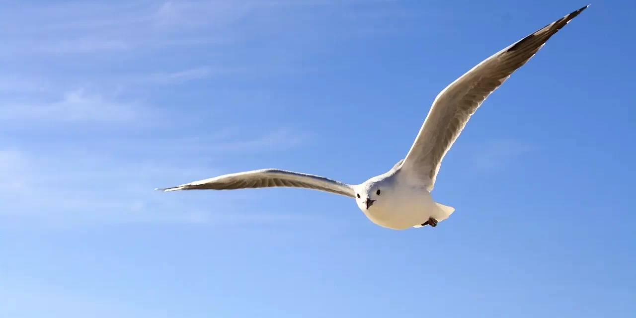 🌅 Resurrection: Eternal Life Beyond the Body and Enlightenment as Being Born Anew | Master Woo Myung | Santa Clara Meditation